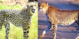 Cheetah Yojana