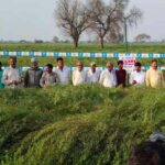 Pioneer Mustard Crop Farming