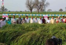 Pioneer Mustard Crop Farming