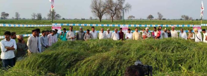 Pioneer Mustard Crop Farming